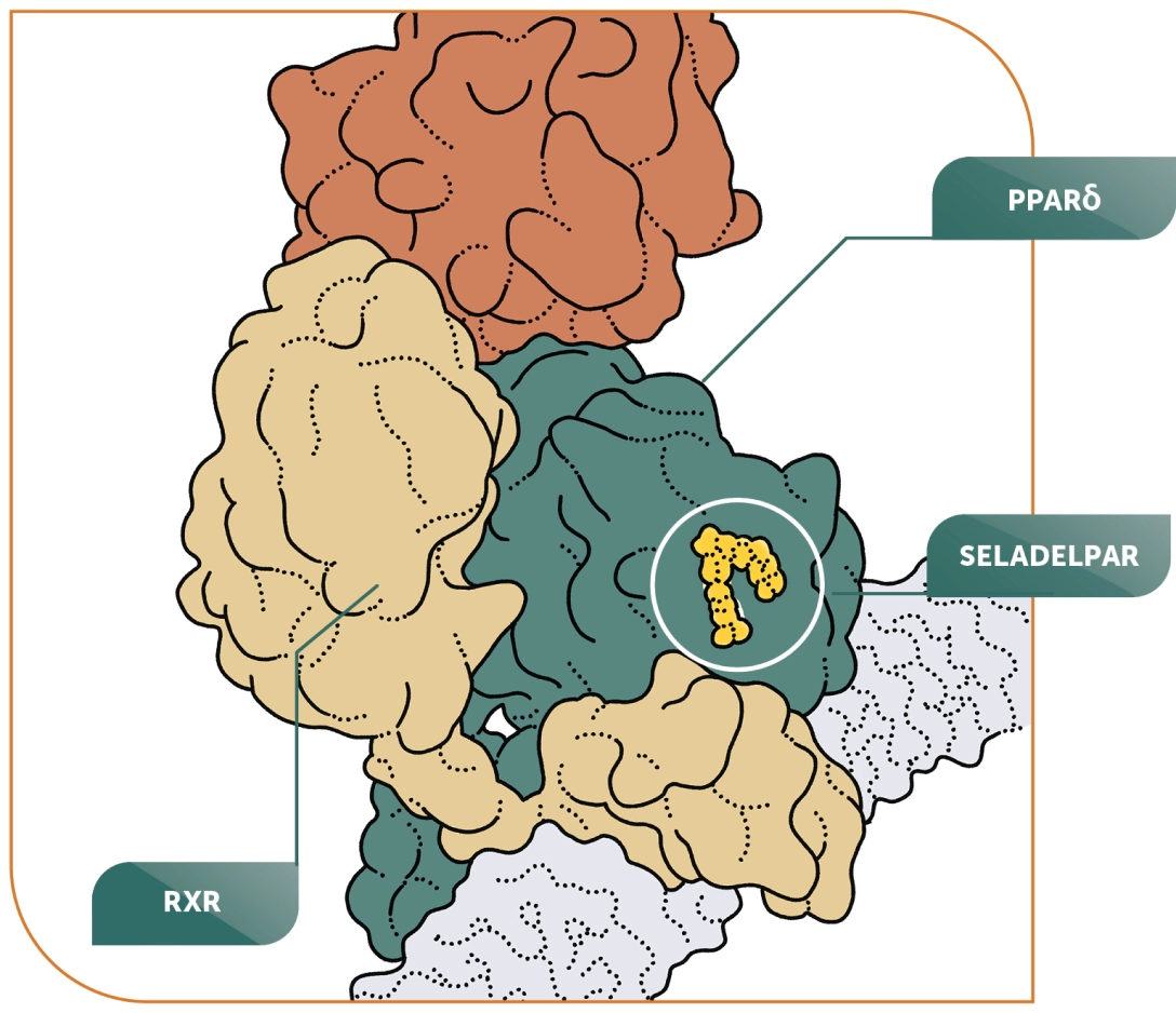 Illustration showing the binding of seladelpar to the peroxisome proliferator-activated receptor delta.